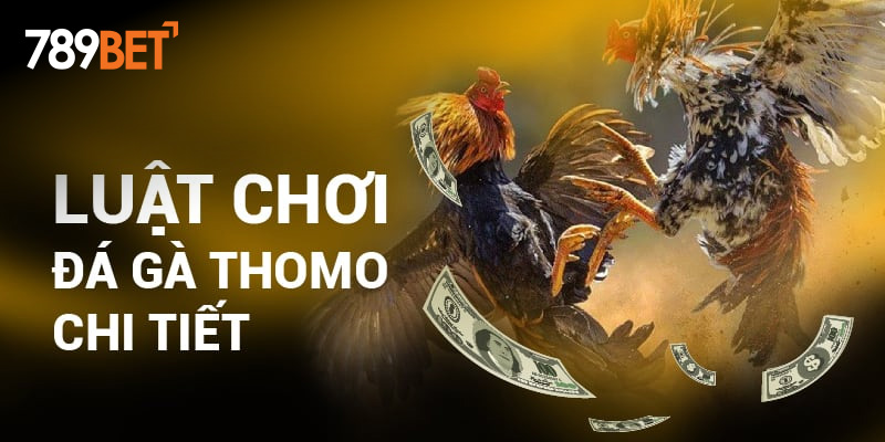 Luật chơi Đá gà thomo chi tiết Luật chơi Đá gà thomo chi tiết